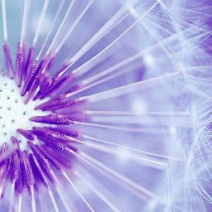 Cuc Nguyen profile icon