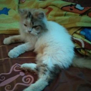 Yusti Roswati profile icon