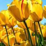 hazaliza ismail profile icon