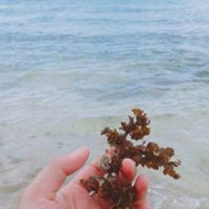 Nurlathifah Hasna profile icon