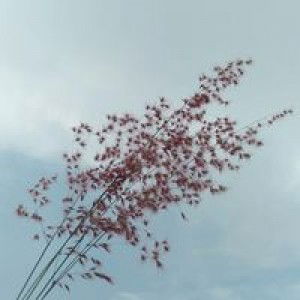 Itha Salamahu profile icon