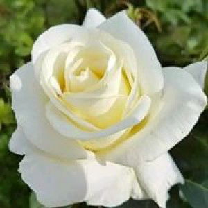 Zoya Amir profile icon