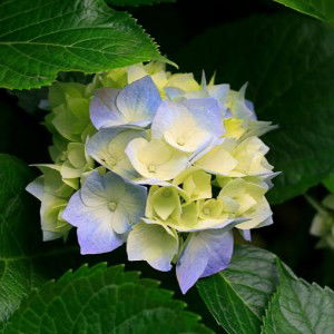 Paima Sdv profile icon