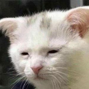 Nuttanon 9201 profile icon