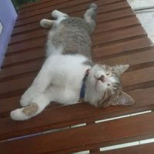 Adena Zahrah Adia profile icon