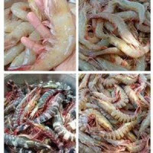 Tari Naura profile icon