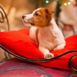 Sagca Suryani profile icon