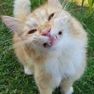 Zeus Xyrus Macalisang profile icon