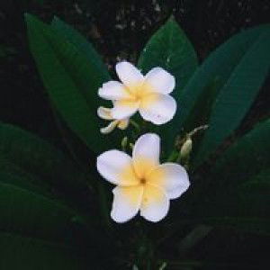 M Sukartini profile icon