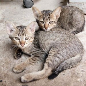 WAR KPM profile icon