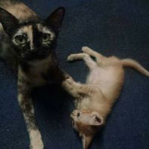 Hati Munge profile icon