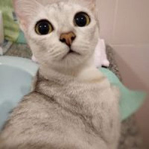 Oh'oa Chatkaew profile icon