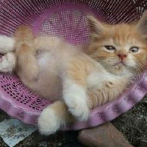 Yonghwa Larras Yurika Enjellina profile icon