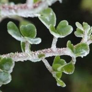 Vô Ảnh profile icon