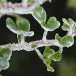 Vô Ảnh profile icon