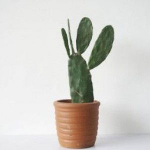 amatullah Simatupang profile icon