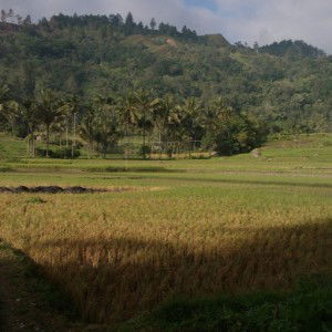 Yeri Fauziah profile icon