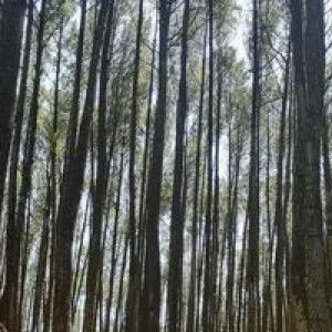 Sinta Puspitaningrum profile icon