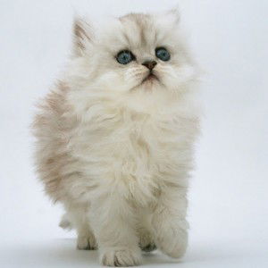 sana fathema profile icon