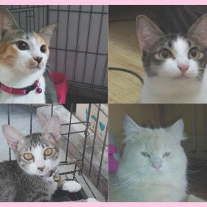 Fatimah Asyari profile icon