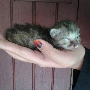 nfarizah profile icon