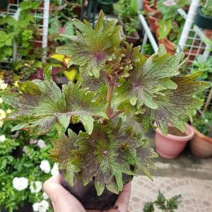 Jie ann Lorenzo profile icon