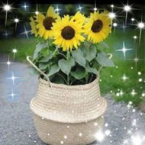 นิศา พรมหมราช profile icon