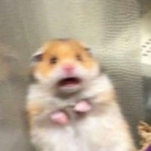 Penpitcha PT profile icon