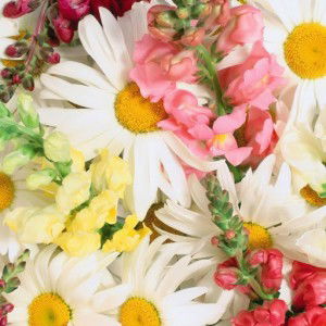 Farah Sahira profile icon