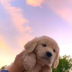 Trương Dũng  profile icon