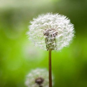 Laili Firnanda profile icon