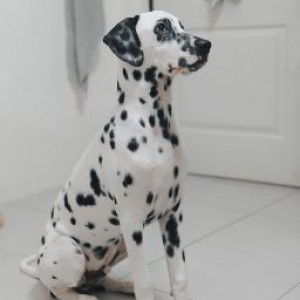 โคโค่ Dog profile icon