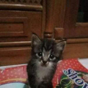 Nazira Shaquena profile icon