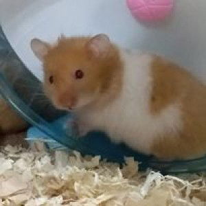 Nur Lianara Shira Ira profile icon