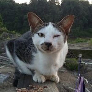 Za Lina profile icon