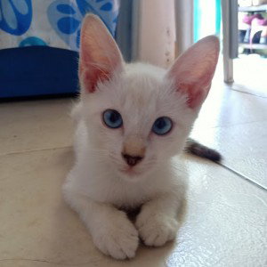 Chi Chay profile icon