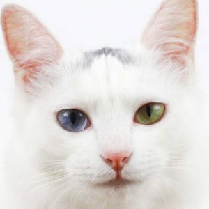 Rayshel profile icon