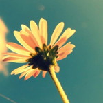 Sha Shah profile icon