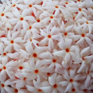 Hayati nurullah profile icon