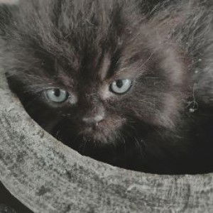 Uni Eonni profile icon