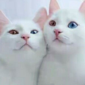 Nor Annisa profile icon