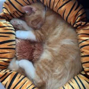 Shanty Astuti Tralalaa profile icon