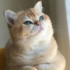 Lim Jeongri profile icon