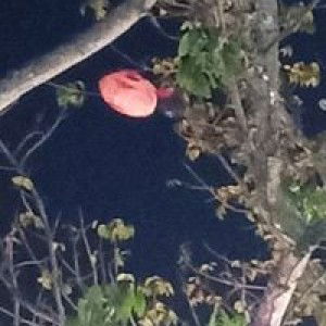 Jabyang Jab Yang profile icon