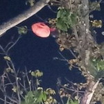 Jabyang Jab Yang profile icon