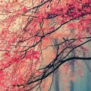 Harwatie Rikashimei profile icon