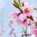 senna shizuka profile icon