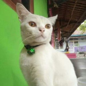 Khotimah Khotim profile icon