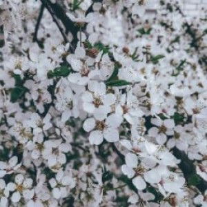 Novia Sundari profile icon