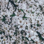 Novia Sundari profile icon